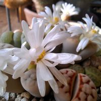 リトープス,多肉植物,開花,窓辺の画像