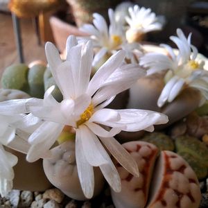 リトープス,多肉植物,開花,窓辺の画像