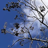 ススキ,モクレン,雑木林,キリ,洛陽の画像