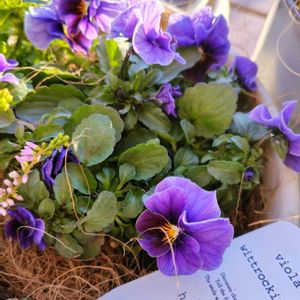 ラミウム,ビオラ,カルーナ,寄せ植え,ナチュラルガーデンの画像