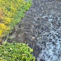 クレソン,クレソン（オランダガラシ）,季節を楽しむ,土曜はお空の発表会,お出かけ先の画像