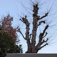 ケヤキ,ヤマコウバシ,寒さに負けるな,春よ来い,おしゃれな土曜日♪の画像