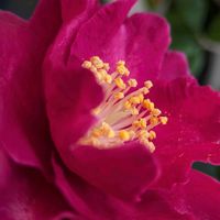 ツバキ,挿し木,ベランダの画像