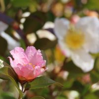 サザンカ,サザンカ,サザンカ,サザンカ,サザンカの画像