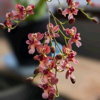 オンシジウム,オンシジウム,蘭の花,ツインクル,レッドファンタジーの画像