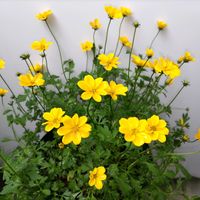 ビデンス,ベランダの画像