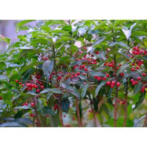 マンリョウ,広い庭の画像