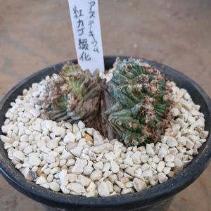 アズテキウム　紅籠,アズテキウム　紅籠,アズテキウム属,珍奇植物,グランカクタスの画像