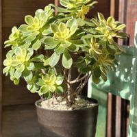 アエオニウム 夕映え,多肉植物,アエオニウム,夕映え.shioの画像