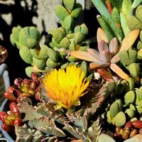 テトラゴナ,虹の玉（セダム属）,秋麗,レーマニー,セネシオ　ブルーマウンテンの画像