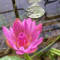 熱帯スイレン,別府市　海地獄の中の温室,オオオニバス(大鬼蓮),お出かけ先の画像