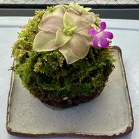 ムシトリスミレ,苔玉,食虫植物,庭の画像