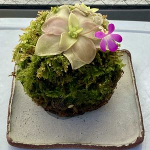 ムシトリスミレ,苔玉,食虫植物,庭の画像