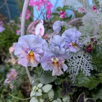 パンジー・ビオラ,プリムラ,ラミウム,ビオラ,シルバーレースの画像