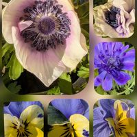 アネモネ,アネモネ,キンセンカ,デージー,ボタンクサギの画像