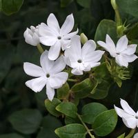 ジャスミン,ジャスミン,ジャスミン,パキスタキス,パキスタキスの画像