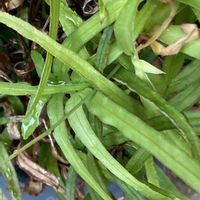 プテリスの画像