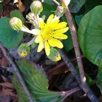 ツワブキ,ツワブキ(石蕗),ツワブキ(石蕗),いつもの散歩道,花園ラグビー場の画像