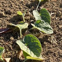 ゴボウ,ゴボウ,ソラマメ,ソラマメ,ゴボウ畑の画像