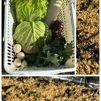 コマツナ,ホウレンソウ,ダイコン,貸農園,赤ダイコンの画像