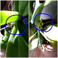 ミニ胡蝶蘭,胡蝶蘭の花芽,花芽の画像