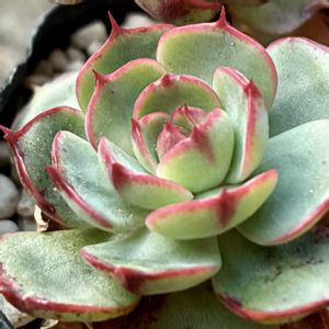 ラブファイヤー,多肉植物の画像