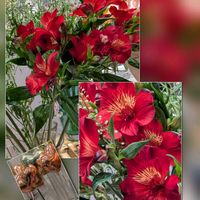 アリッサム,アルストロメリア,サザンカ,サザンカ,サザンカの画像