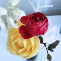 オキザリス・バーシカラー,万葉,ジェヌヴィエーヴオルシ,バラ　カントリーハウス,バラ 鉢植えの画像