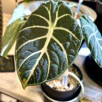 アロカシア,アロカシア•ニンジャ,熱帯植物,ジャングル,寒さに負けるなの画像