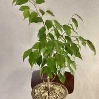 ベンジャミン,ベンジャミン,フィカス・ベンジャミナ,フィカス・ベンジャミナ,観葉植物の画像