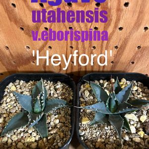 エボリスピナ ヘイフォード,実生,アガベ属の画像