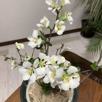 ボケ,花のある暮らし,おうち園芸,リビング・ダイニングの画像