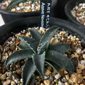 アガベ,実生,アガベ属,アガベ男子,アガベ大好きの画像