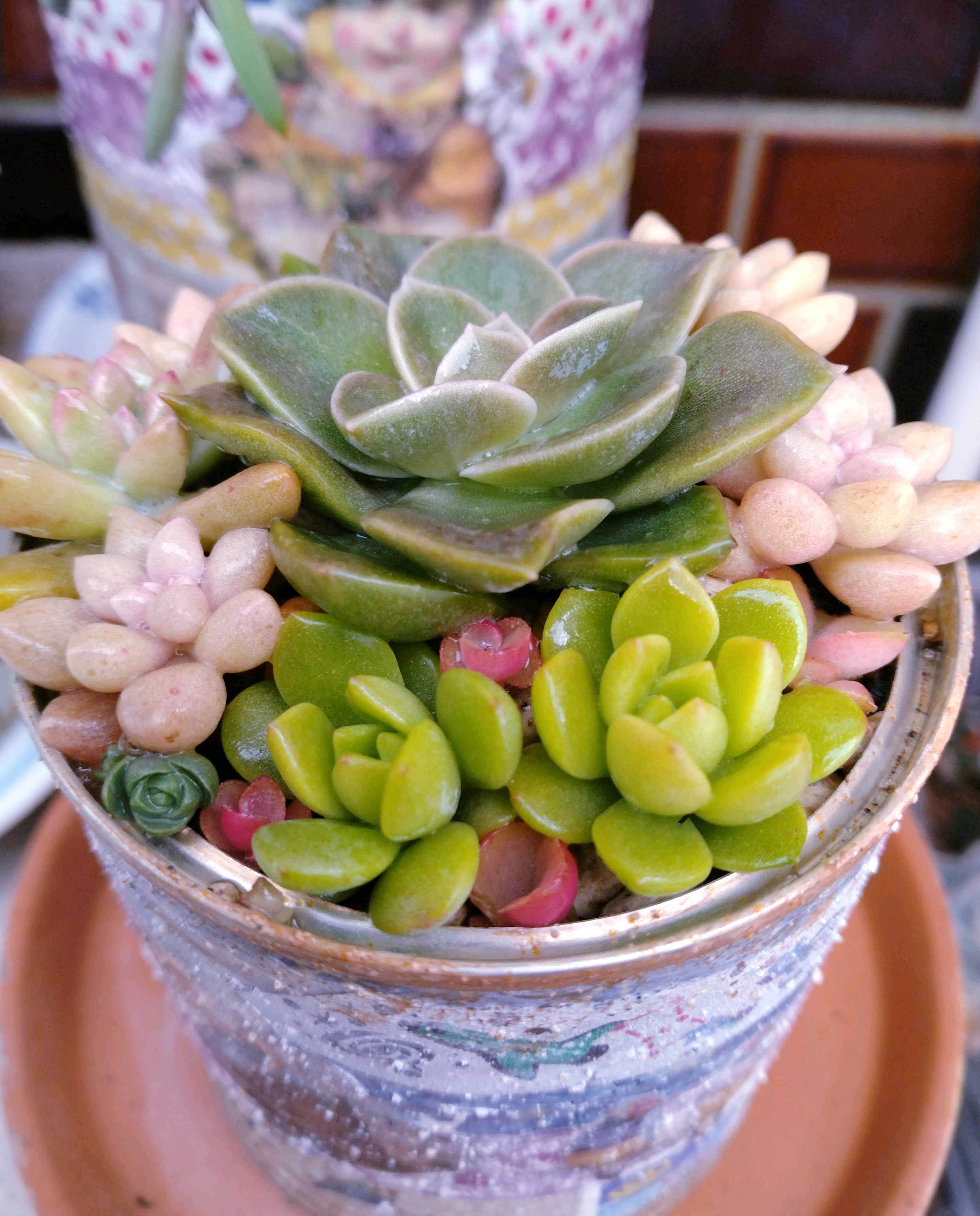 多肉植物　組み合わせ自由 多肉カラフル寄せ植えミニ陶器鉢｜ツキトジやセダムなど8種以上