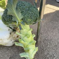 大根,ネギ,ブロッコリー,キャベツ,白菜の画像