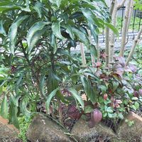 ベゴニア,マンリョウ,おたふく南天,マンリョウ　白の画像