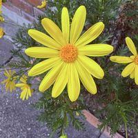 ユリオプスデージー,ユリオプスデージー♡,青空,暖かい日,阪急電車西向日駅周辺の画像