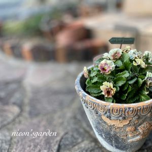 ビオラ,ビオラ　アイクルール,ガーデニング,NO GREEN  NO LIFE,植物中毒の画像