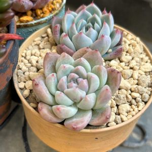 エケベリア,アルバビューティ,エケベリア ルーマンリン,紅葉する多肉,記録用の画像