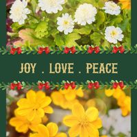 ビデンス,ビデンス,ジニア,ジニア,マトリカリアの画像