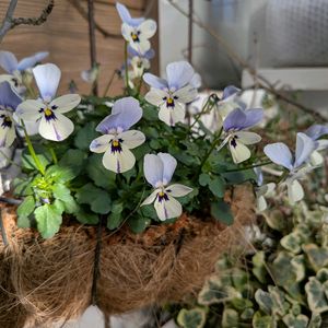 ビオラ,ロカハーツ ブルーウイングス,no green no life,植中毒,LOVE GREENの画像