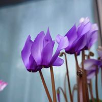 アリッサム,シクラメン,大根,シクラメン ドラゴン ライトブルー,繋がりに感謝✨の画像