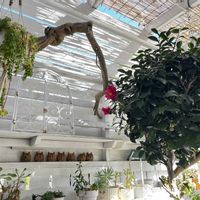 多肉棚,おうち園芸,庭の画像