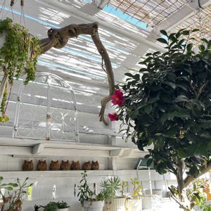 多肉棚,おうち園芸,庭の画像