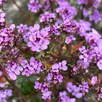 イベリス,イベリス（キャンディタフト）,ナチュラルガーデン,冬を楽しむ,お庭の花たちの画像