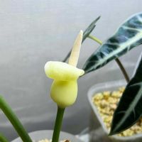 アロカシア,アロカシア,かわいい,観葉植物,開花の画像