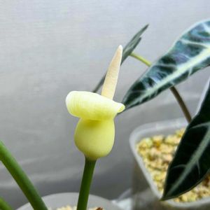 アロカシア,アロカシア,かわいい,観葉植物,開花の画像