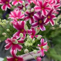 プリムラ マラコイデス,プリムラ星咲きマラコイデス エトワール,お出掛け先で…♡❊,お出掛け先で…♡❊,サニコさんのタコ鉢✨の画像