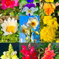 キク,キンギョソウ,サザンカ,スイセン,ノースポールの画像