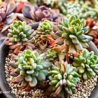 ブルーエルフ,多肉植物,多肉大好き,セデベリア属,ダイソー産の画像